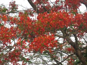 Malinche bright orange tree Nicaragua – Best Places In The World To Retire – International Living